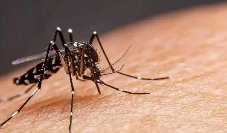 dengue