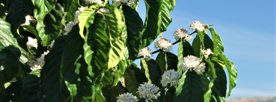 florada do café