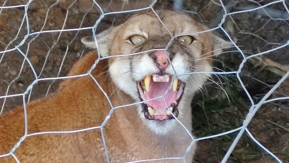 onca sussuarana e resgatada no interior de um galinheiro em ouro fino 6aea6